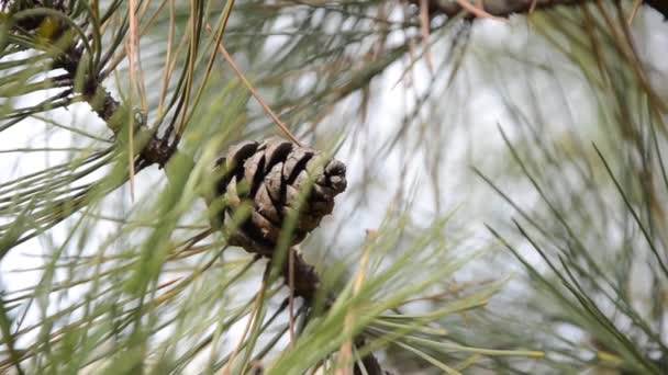 Cônes de sapin sur une branche 