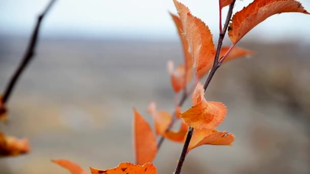 Красные осенние листья на ветке — стоковое видео