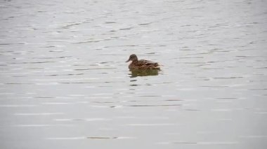 Yaban ördeği bir pond yüzen