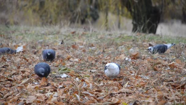 Pigeons are looking for food in the fall foliage — Stock Video