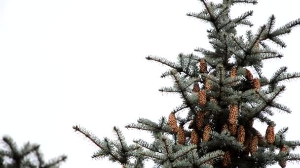 Cones on the top of the spruce — Stock Video