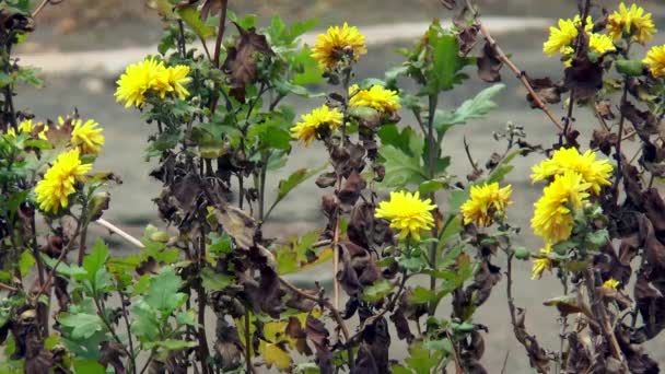 Marchitas flores de otoño — Vídeos de Stock