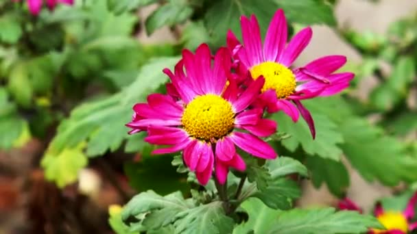 Autumn red flower — Stock Video