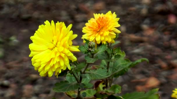 Κίτρινο λουλούδια φθινοπώρου στον άνεμο — Αρχείο Βίντεο