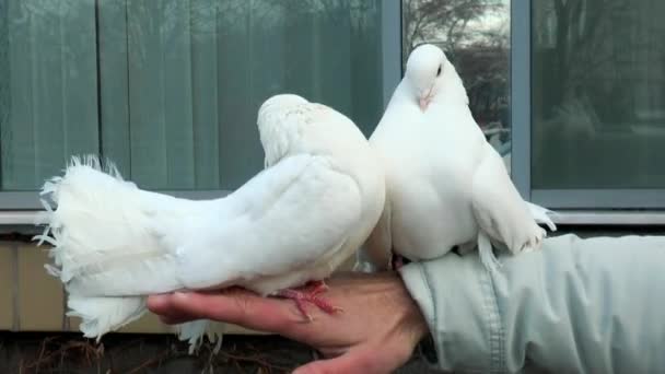 Zwei schöne Tauben sitzen auf der Hand eines Mannes — Stockvideo