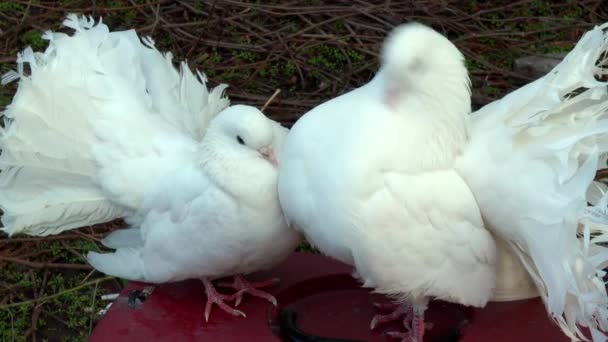 Belas pombas brancas — Vídeo de Stock