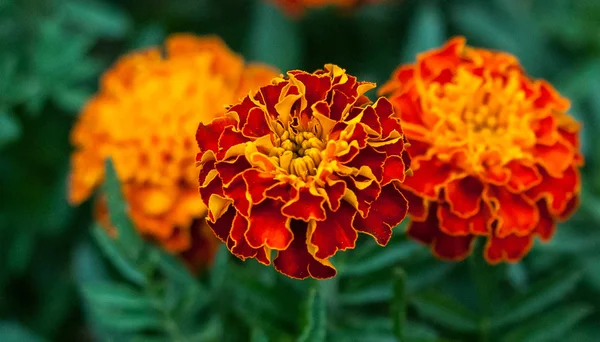 Turuncu marigold çiçek