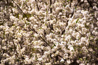 Çiçeği soyut bulanıklık, bahar