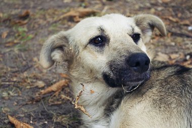 Kiev yere evsiz köpek