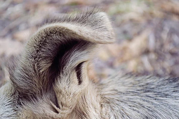 Orelha de cão close-up — Fotografia de Stock