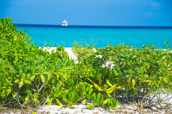Tropisch strand met struiken — Stockfoto
