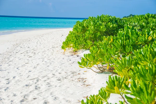 Güzel boş tropikal plaj beyaz kum ve çalılar — Stok fotoğraf