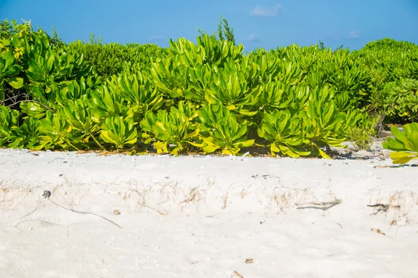 Pięknej tropikalnej plaży z białym piaskiem, krzewy — Zdjęcie stockowe