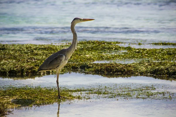 Grey heron stay, maldives — Stock Photo, Image