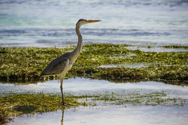 Garça cinzenta ficar, maldivas — Fotografia de Stock