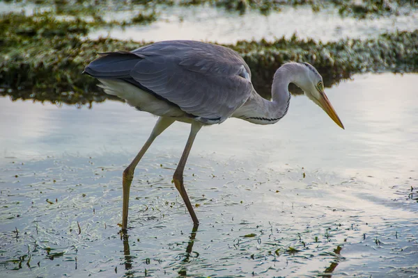 Héron gris séjour dans l'eau, Maldives, gros plan — Photo