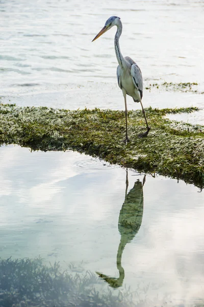 Graureiher Spiegel im Wasser, Malediven — Stockfoto