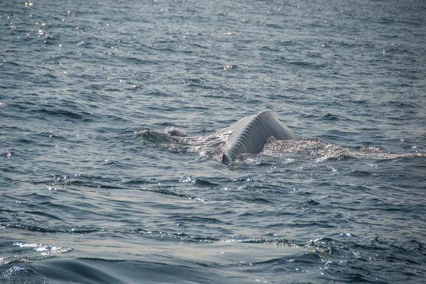 Wieloryb błękitny — Zdjęcie stockowe