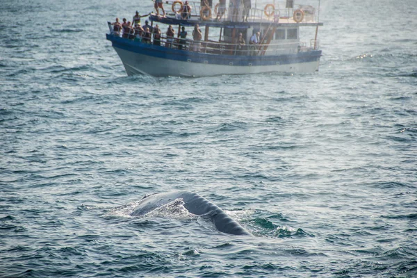 Ballena azul de vuelta — Foto de Stock