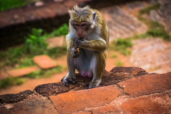 Singe assis à Sigiriya et mange, Sri Lanka — Photo