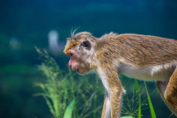 Μαϊμού στο Sigiriya, Σρι Λάνκα, κοντινό πλάνο — Φωτογραφία Αρχείου