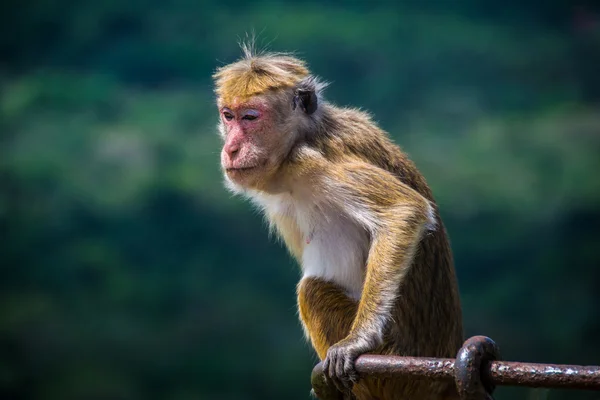 Μαϊμού κάθεται στο Sigiriya, Σρι Λάνκα — Φωτογραφία Αρχείου