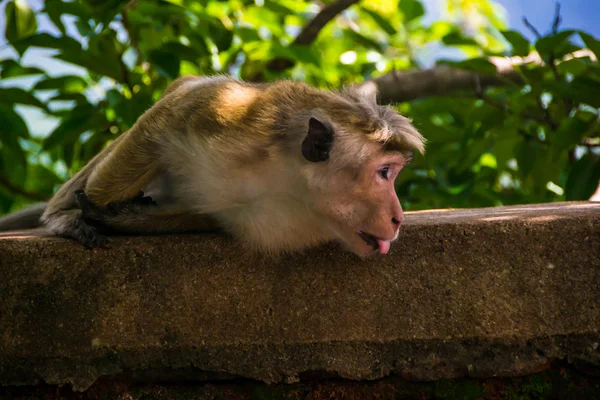 Monyet menjulurkan lidah di Sigiriya, Sri Lanka — Stok Foto