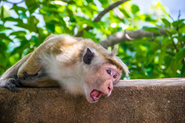 Μαϊμού με χασμουριέμαι στο Sigiriya, Σρι Λάνκα — Φωτογραφία Αρχείου