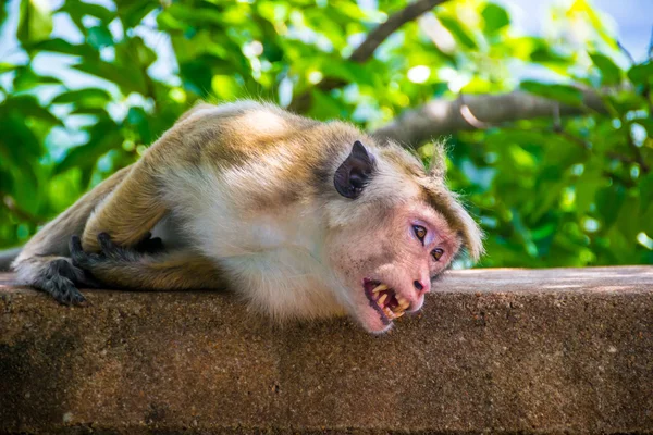 Macaco nu seus dentes em Sigiriya, Sri Lanka — Fotografia de Stock