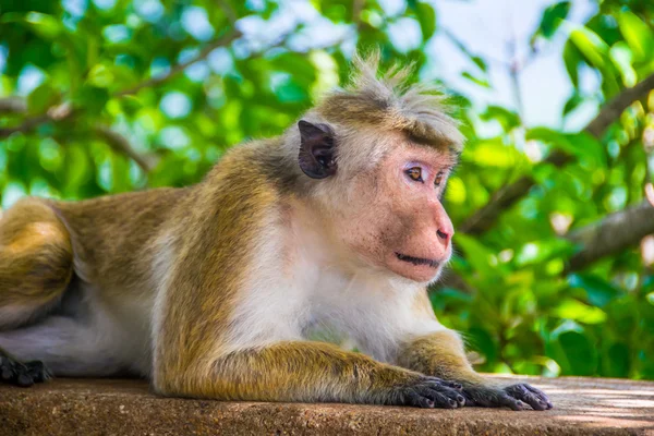 Singe est couché dehors à Sigiriya, Sri Lanka — Photo