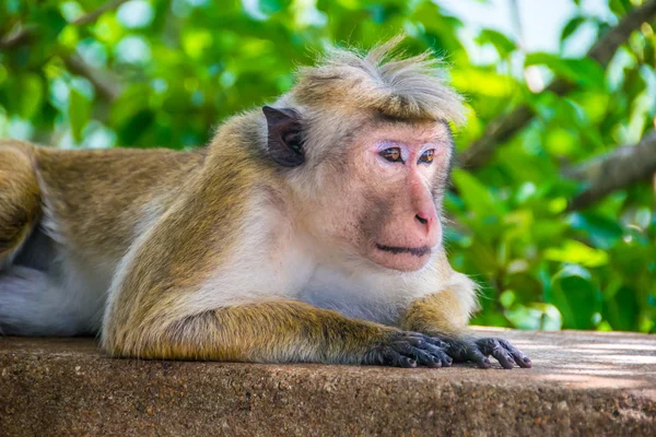 Małpa jest kłamliwy odkryty w Sigiriya, Sri Lanka, poziome — Zdjęcie stockowe