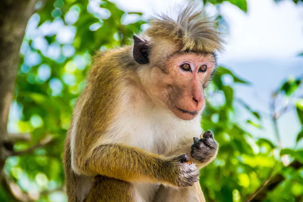 Macaco engraçado com topknot em Sigiriya, Sri Lanka — Fotografia de Stock