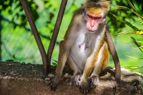 Monyet betina duduk di luar ruangan di Sigiriya, Sri Lanka — Stok Foto