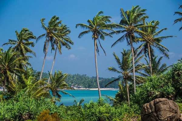 Beau paysage avec palmiers, Sri Lanka — Photo