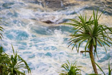 green plant, seethe water on background Sri Lanka