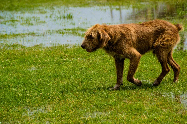 Соломенная рыжая собака бегает по зеленой траве — стоковое фото