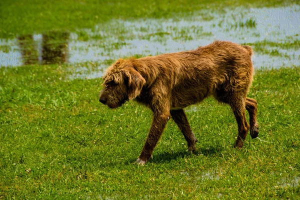 Stray brown dog run on green grass — Stock Photo, Image