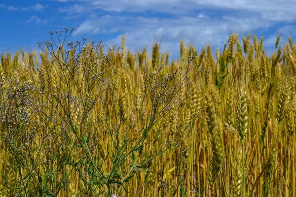 Yabani otlar ve buğday alanı