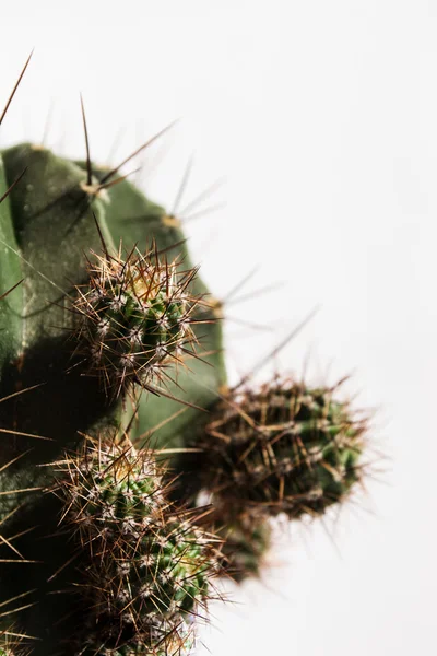 Cactus niños, vertical — Foto de Stock