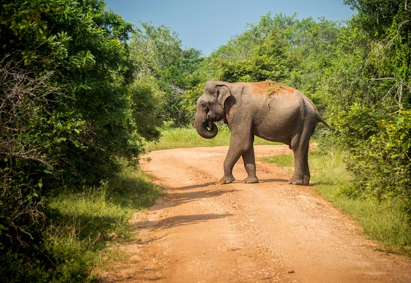 Grand taureau asiatique éléphant traverse la route — Photo