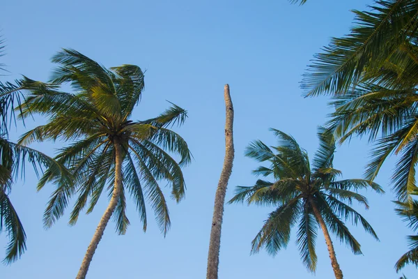 Palme e uno senza corona, concetto — Foto Stock