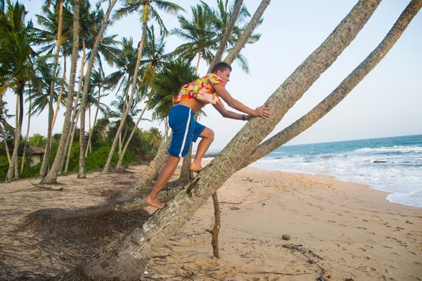 Adam bir palmiye tırmanıyor — Stok fotoğraf