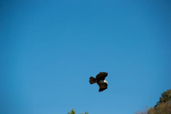 Eagle flying in sky and looking out for prey — Stock Photo, Image