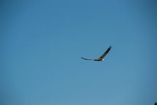 Aigle gris volant dans le ciel — Photo