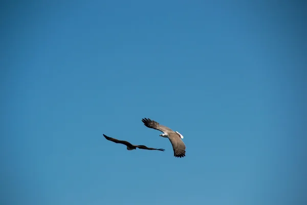 Deux aigles volent dans le ciel — Photo