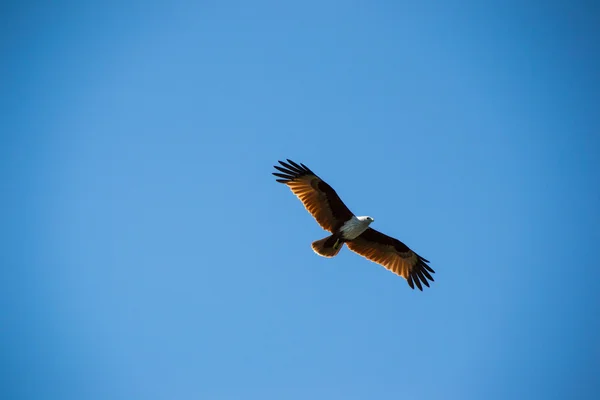 Maestosa aquila bruna che vola nel cielo blu — Foto Stock