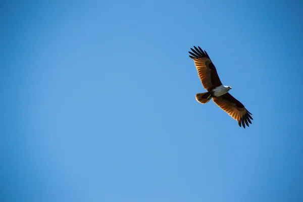 Maestosa aquila bruna che vola nel cielo — Foto Stock