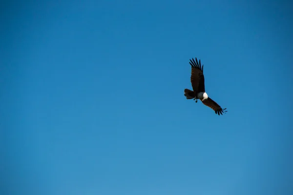 Aquila bruna nel cielo blu, langkawi — Foto Stock