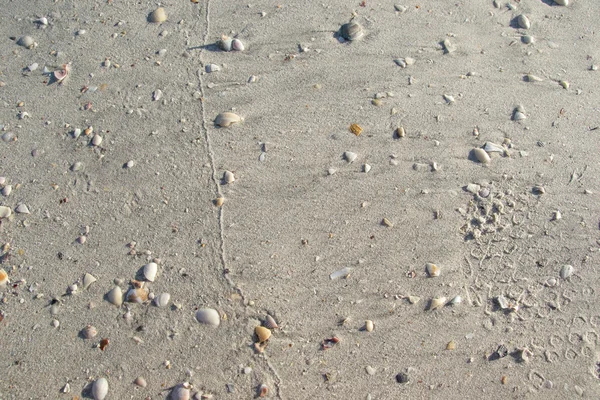 Texture white sand with seashells, background — Stock Photo, Image