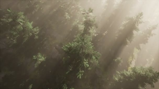 Rayons de soleil aériens dans la forêt avec brouillard Clip Vidéo